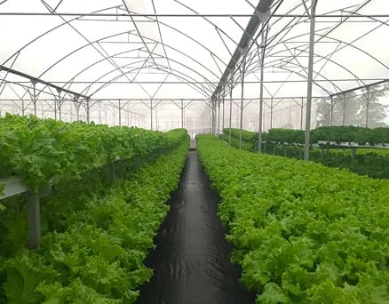Greenhouse Farming